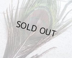 画像3: 【SALE】羽根ペン/ピーコックフェザー