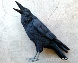 画像1: PET BANK/カラス(Jungle crow)