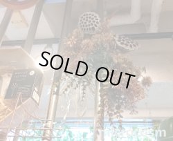 画像1: ラスティロータス・ブーケ