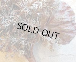 画像3: ラスティロータス・ブーケ