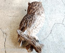 画像7: アニマルオブジェ/切り株にとまるスピックコノハズク