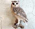 アニマルオブジェ/切り株にとまるスピックコノハズク
