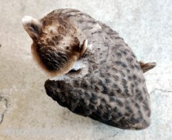 画像5: アニマルオブジェ/切り株にとまるスピックコノハズク