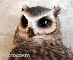 画像2: アニマルオブジェ/切り株にとまるスピックコノハズク