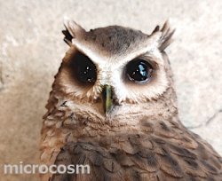 画像3: アニマルオブジェ/切り株にとまるスピックコノハズク