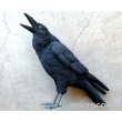 画像1: PET BANK/カラス(Jungle crow) (1)