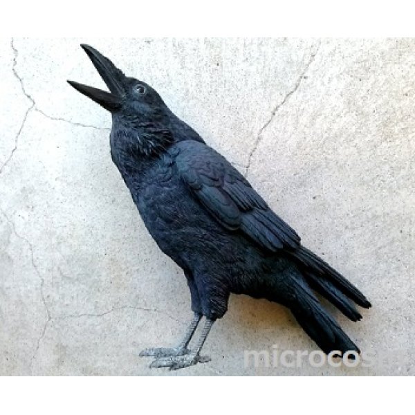 画像1: PET BANK/カラス(Jungle crow) (1)