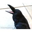 画像8: PET BANK/カラス(Jungle crow) (8)