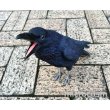 画像3: PET BANK/カラス(Jungle crow) (3)