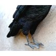 画像9: PET BANK/カラス(Jungle crow) (9)