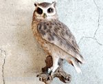 画像: アニマルオブジェ/切り株にとまるスピックコノハズク