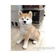 画像2: アニマルオブジェ/お座り秋田犬 大 (2)