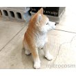 画像4: アニマルオブジェ/お座り秋田犬 大 (4)