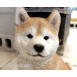 画像3: アニマルオブジェ/お座り秋田犬 大 (3)